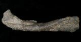 Othnielosaurus Femur w/ Stand - Bone Cabin Quarry #14729-1